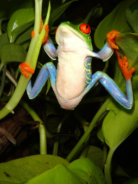 Red-eyed Tree Frog Wall Decal 2