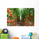 Tomatoes Ripening Greenhouse Ukraine Wall Decal