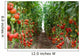 Tomatoes Ripening Greenhouse Ukraine Wall Decal