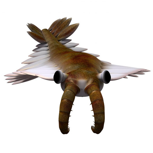 Cambrian Anomalocaris Wall Decal