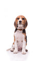 Little Beagle Sitting Wall Decal