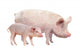 Pig Wall Decal