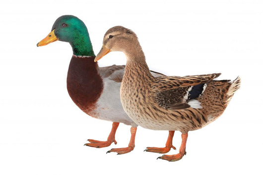 Duck Wall Decal