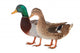 Duck Wall Decal