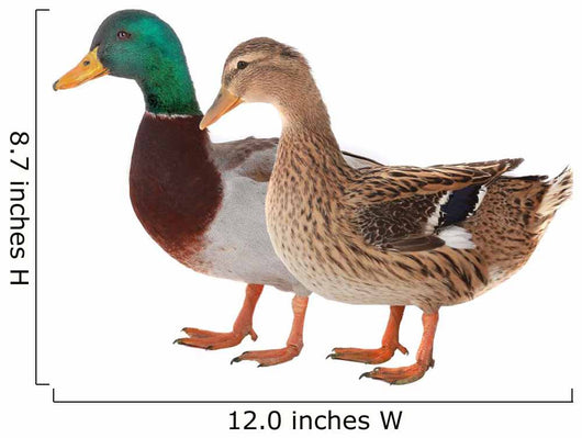 Duck Wall Decal