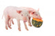 Pig Wall Decal