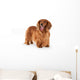 Brown Long-Haired Dachshund Wall Decal