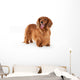 Brown Long-Haired Dachshund Wall Decal