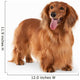 Brown Long-Haired Dachshund Wall Decal