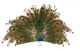Indian Peafowl Wall Decal