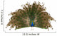 Indian Peafowl Wall Decal