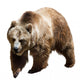 Bear White Wall Decal