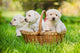 Three Puppies Basket Wall Decal