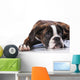 Boxer Dog Studio Wall Decal