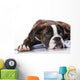 Boxer Dog Studio Wall Decal