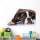 Boxer Dog Studio Wall Decal