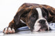 Boxer Dog Studio Wall Decal