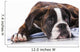 Boxer Dog Studio Wall Decal