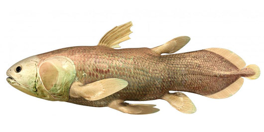 Latimeria Chalumnae Fish Wall Decal
