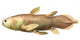 Latimeria Chalumnae Fish Wall Decal