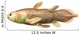 Latimeria Chalumnae fish Wall Decal