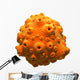 Orange Planet Asteroid Wall Decal