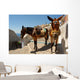 Donkey Mule Oia Santorini Wall Decal