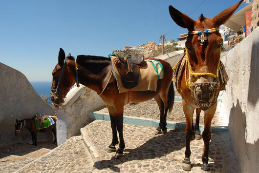 Donkey Mule Oia Santorini Wall Decal