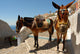 Donkey Mule Oia Santorini Wall Decal