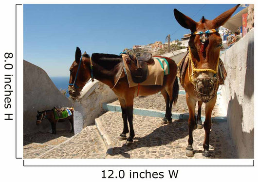 Donkey Mule Oia Santorini Wall Decal
