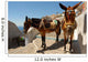 Donkey Mule Oia Santorini Wall Decal