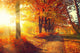 Fall. Autumn Park. Autumnal Trees And Leaves In Sun Rays Wall Decal