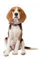 Beagle Puppy over White Wall Decal