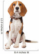 Beagle Puppy over White Wall Decal