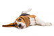 Beagle Dog On White Background Wall Decal