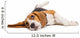 Beagle Dog on White Background Wall Decal