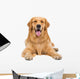 Golden Retriever Dog Sitting on Isolated White Background Wall Decal