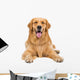 Golden Retriever Dog Sitting on Isolated White Background Wall Decal