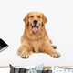 Golden Retriever Dog Sitting on Isolated White Background Wall Decal