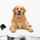 Golden Retriever Dog Sitting on Isolated White Background Wall Decal