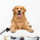 Golden Retriever Dog Sitting on Isolated White Background Wall Decal