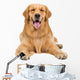Golden Retriever Dog Sitting on Isolated White Background Wall Decal