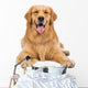 Golden Retriever Dog Sitting on Isolated White Background Wall Decal