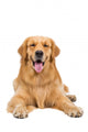 Golden Retriever Dog Sitting On Isolated White Background Wall Decal