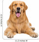 Golden Retriever Dog Sitting on Isolated White Background Wall Decal