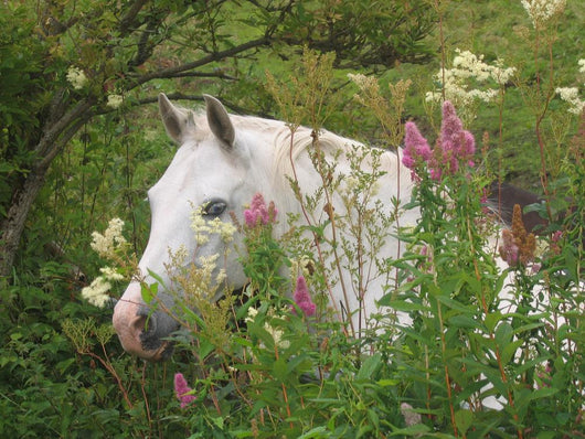 Picturesque Garden Horse Wall Decal