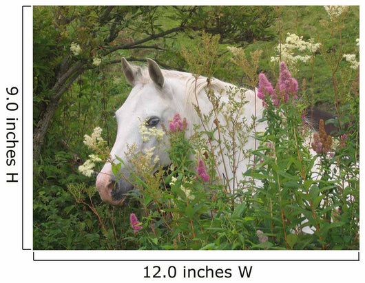 Picturesque Garden Horse Wall Mural