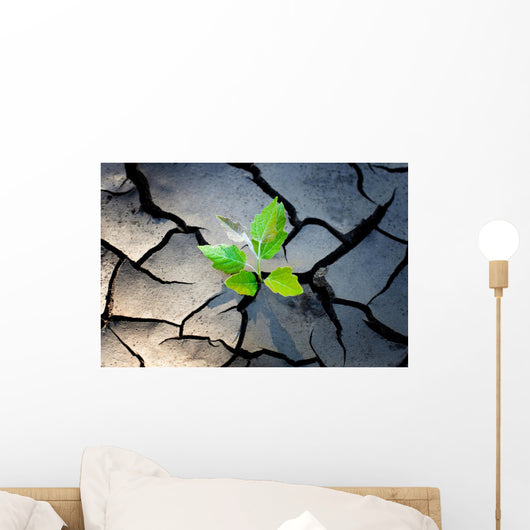 young plant growing through the ground Wall Mural