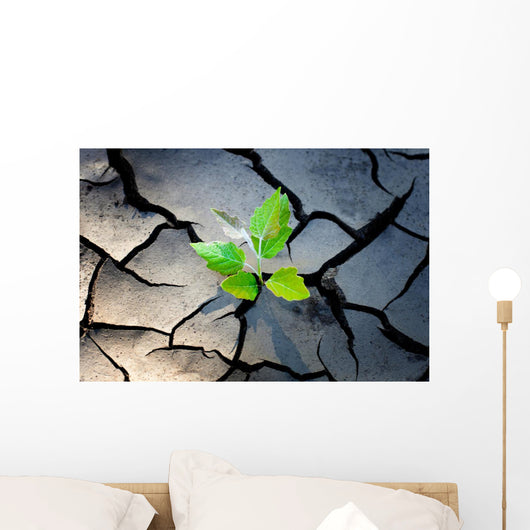 young plant growing through the ground Wall Mural