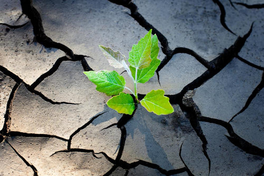 Young Plant Growing Through The Ground Wall Decal
